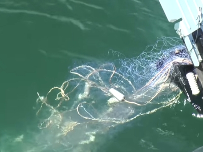 Fishing nets floating behind a boat.